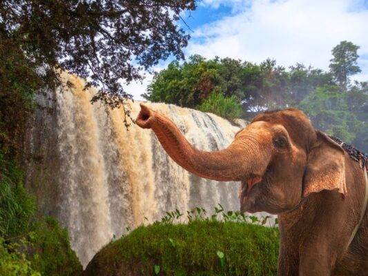 Elephant in the Waterfall