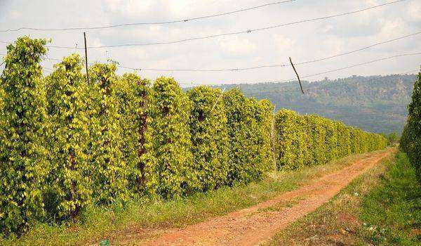 Explore the Best of Dalat Countryside Tour (Private Car) 8 explore the best of dalats countryside tour private car 736 2