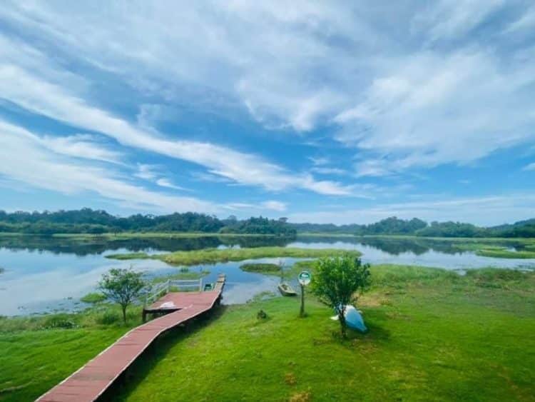 crocodile lake jungle