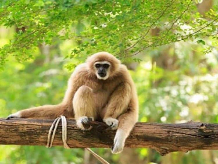 gibbon in the cat tien